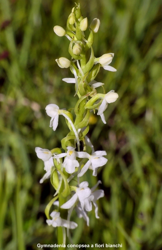 Nigritella cenisia e Nigritella rhellicani  Savoia francese   luglio 2023.